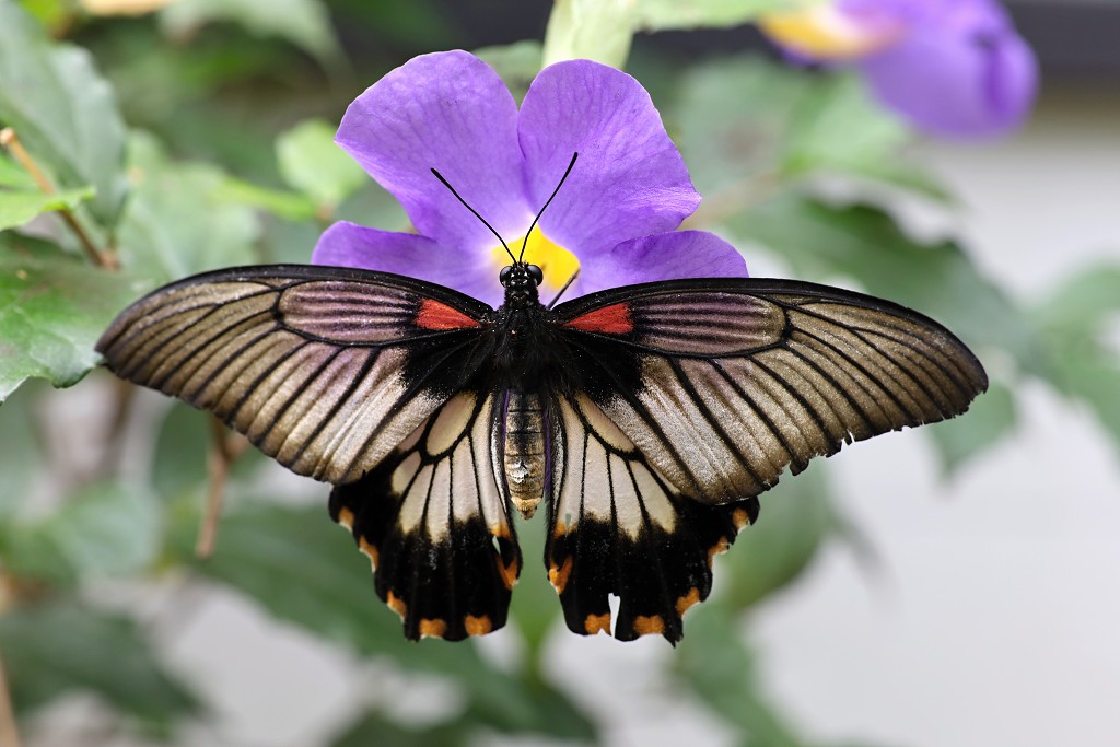 vlinder vlinders hdr insect insecten nederland uitheems Lepidoptera rups rupsen vlindertuin natuur